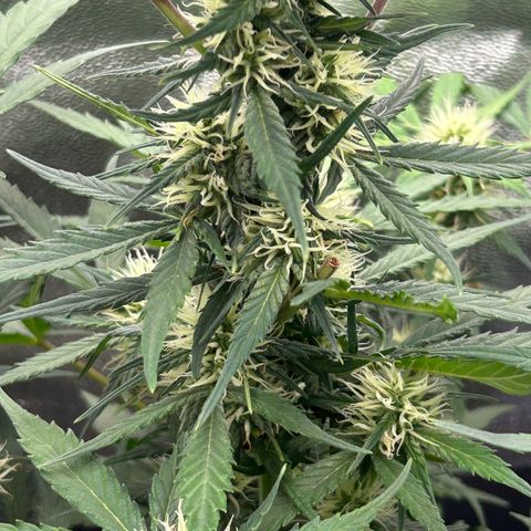 Solomatic CBD growlog timeline photo