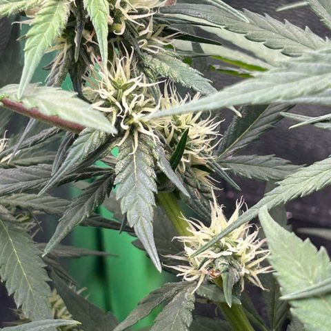 Solomatic CBD growlog timeline photo