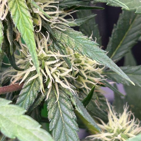 Solomatic CBD growlog timeline photo