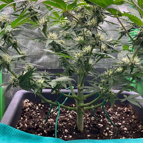 Solomatic CBD growlog timeline photo