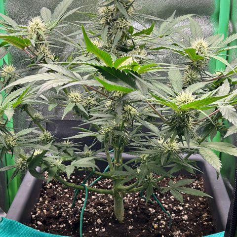 Solomatic CBD growlog timeline photo