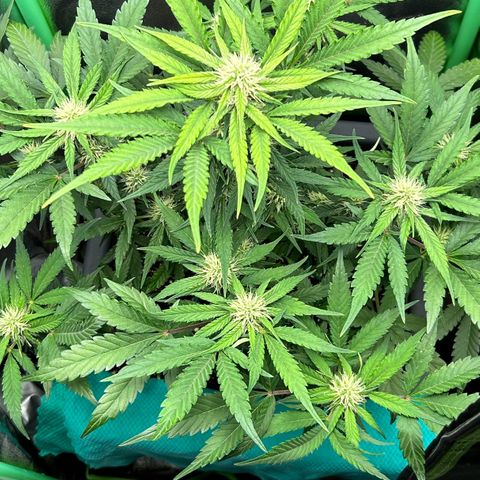 Solomatic CBD growlog timeline photo