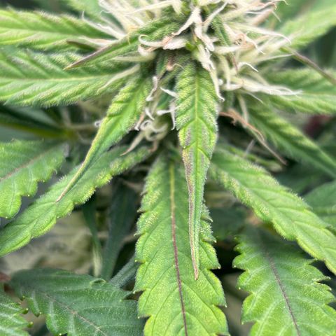 Solomatic CBD growlog timeline photo