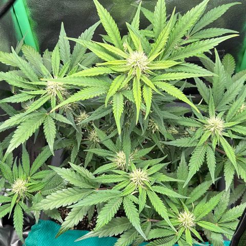 Solomatic CBD growlog timeline photo
