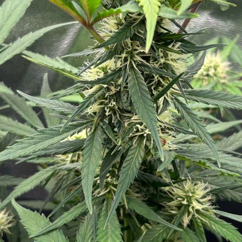 Solomatic CBD growlog timeline photo