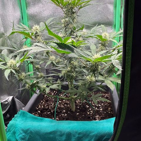 Solomatic CBD growlog timeline photo