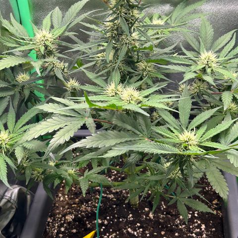 Solomatic CBD growlog timeline photo