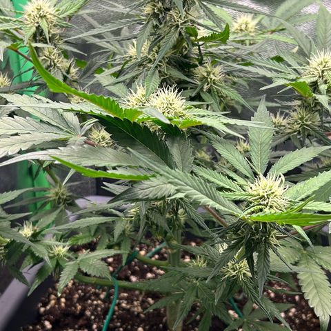Solomatic CBD growlog timeline photo