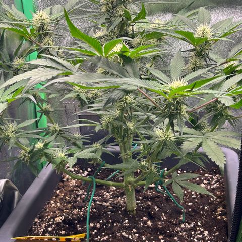 Solomatic CBD growlog timeline photo