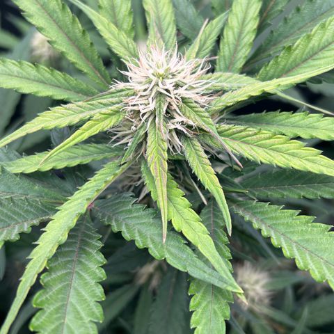 Solomatic CBD growlog timeline photo
