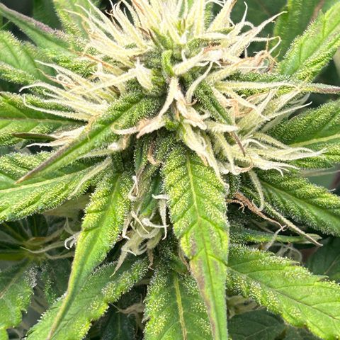 Solomatic CBD growlog timeline photo