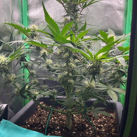 Solomatic CBD growlog timeline photo