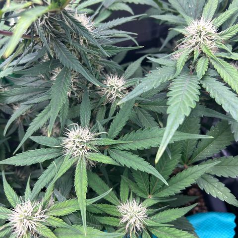 Solomatic CBD growlog timeline photo