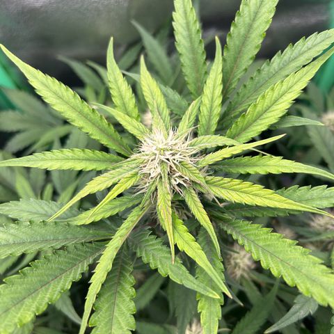 Solomatic CBD growlog timeline photo
