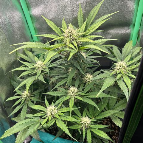 Solomatic CBD growlog timeline photo