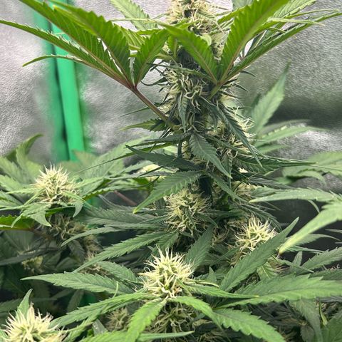 Solomatic CBD growlog timeline photo