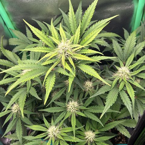 Solomatic CBD growlog timeline photo