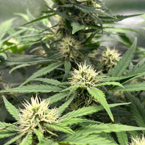 Solomatic CBD growlog timeline photo