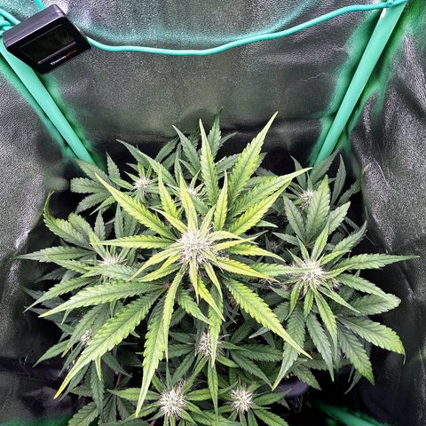 Solomatic CBD growlog timeline photo