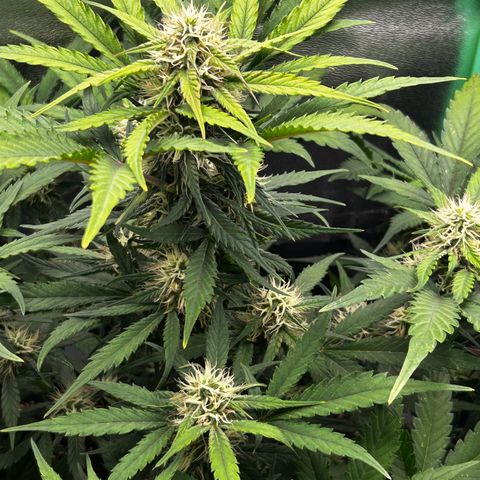 Solomatic CBD growlog timeline photo