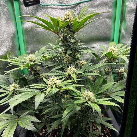 Solomatic CBD growlog timeline photo