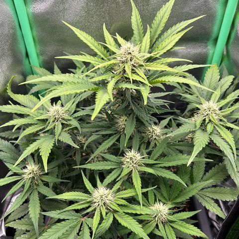 Solomatic CBD growlog timeline photo