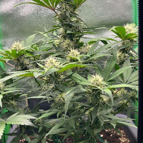 Solomatic CBD growlog timeline photo