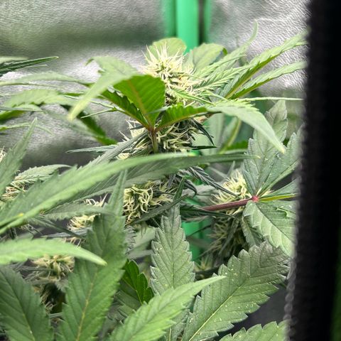 Solomatic CBD growlog timeline photo