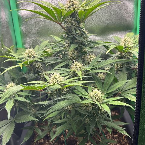 Solomatic CBD growlog timeline photo
