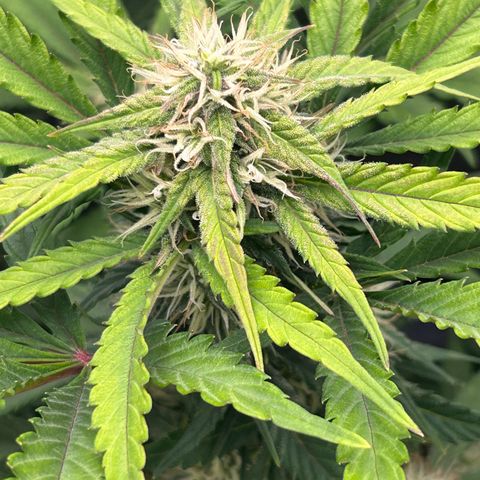 Solomatic CBD growlog timeline photo