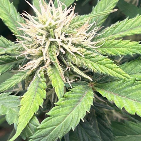 Solomatic CBD growlog timeline photo