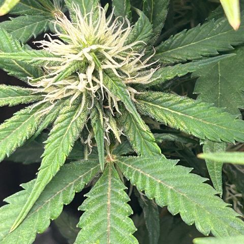 Solomatic CBD growlog timeline photo
