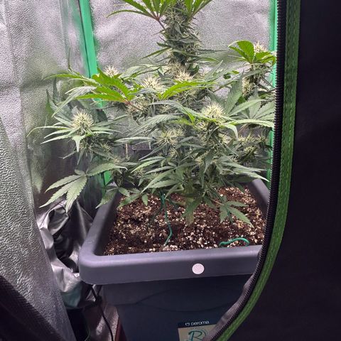 Solomatic CBD growlog timeline photo