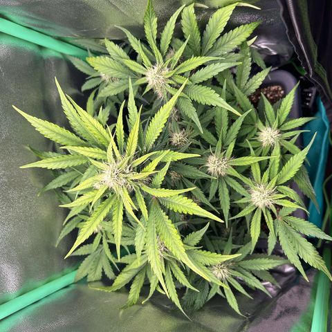 Solomatic CBD growlog timeline photo
