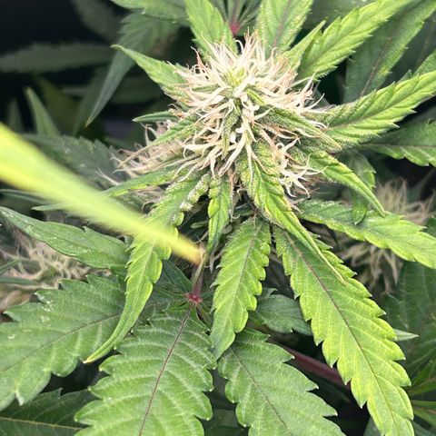 Solomatic CBD growlog timeline photo