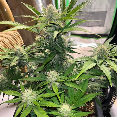 Solomatic CBD growlog timeline photo