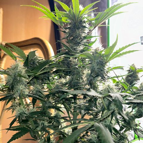 Solomatic CBD growlog timeline photo