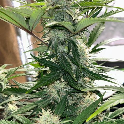 Solomatic CBD growlog timeline photo