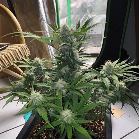 Solomatic CBD growlog timeline photo