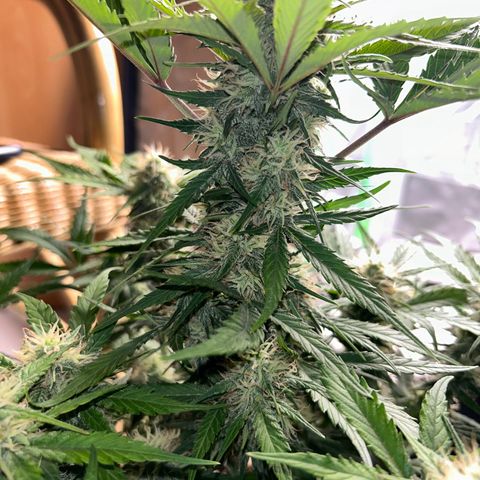 Solomatic CBD growlog timeline photo