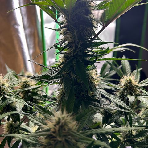 Solomatic CBD growlog timeline photo