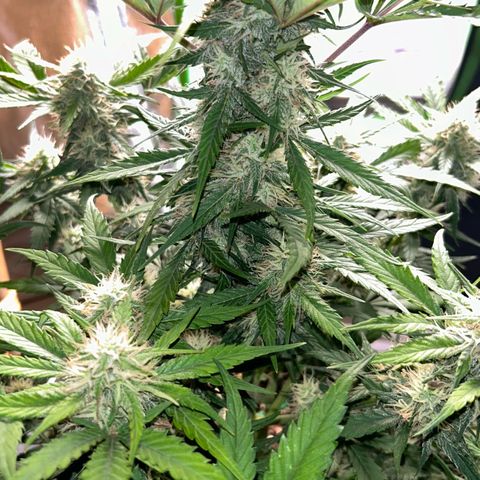 Solomatic CBD growlog timeline photo