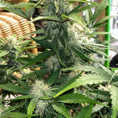 Solomatic CBD growlog timeline photo