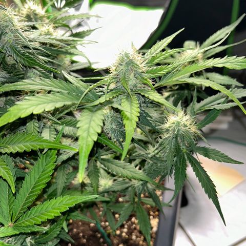 Solomatic CBD growlog timeline photo