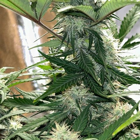 Solomatic CBD growlog timeline photo