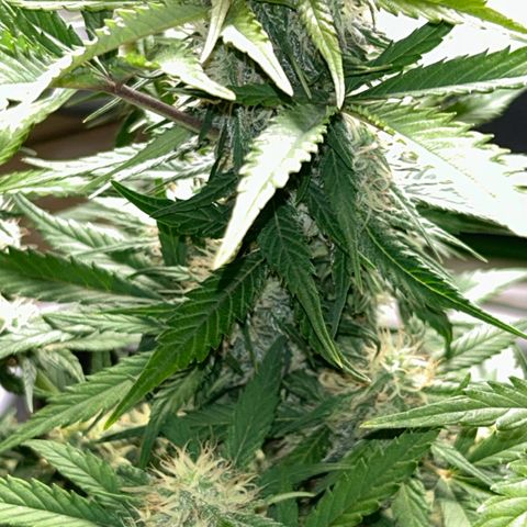 Solomatic CBD growlog timeline photo