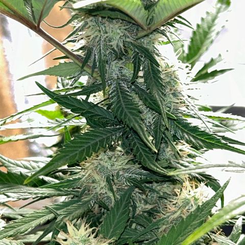 Solomatic CBD growlog timeline photo