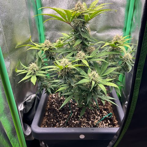 Solomatic CBD growlog timeline photo
