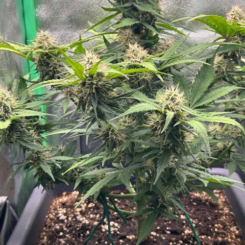 Solomatic CBD growlog timeline photo