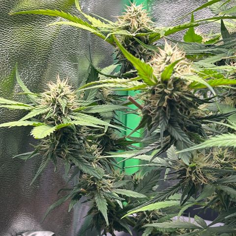 Solomatic CBD growlog timeline photo